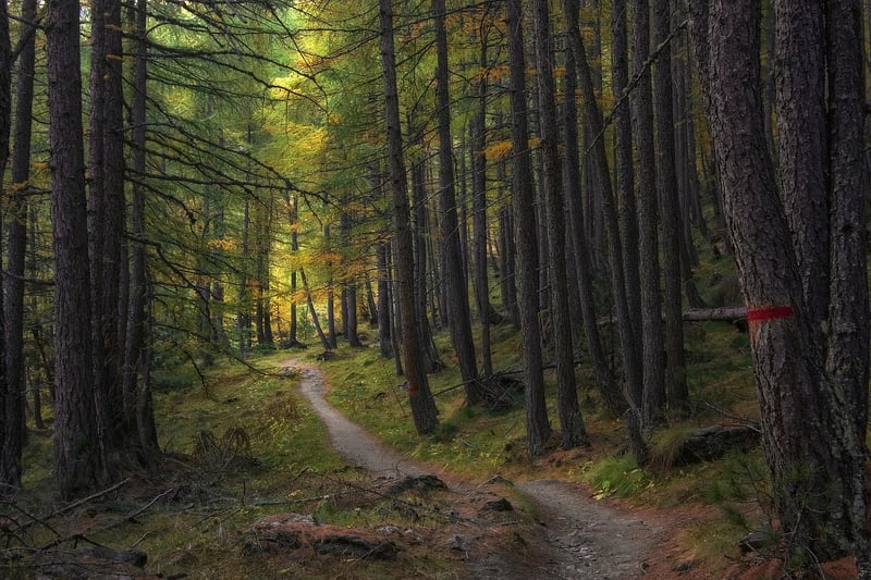 Forest Path Walk